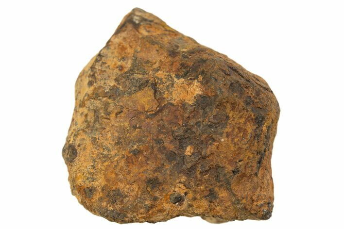 Mundrabilla Iron Meteorite ( g) - Australia #318914